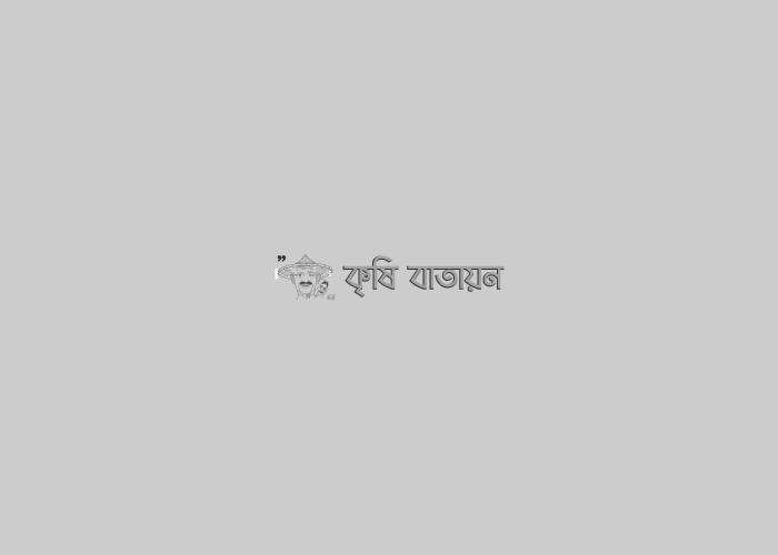 নিরাপদ সবজি চাষে আলমগীরের সাফল্য