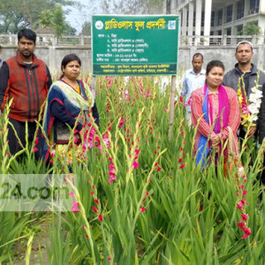 গ্লাডিওলাস